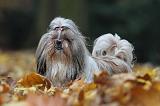 SHIH TZU 156